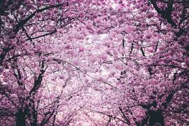Cherry Blossoms Download von PGEI Pro - free