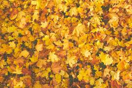 Flourish, Leaves Download von PGEI Pro - free